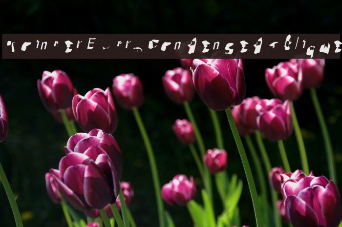 Pointer ExtraCondensed Oblique Font examples
