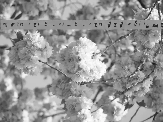 Pointer ExtraExtended Oblique Font examples