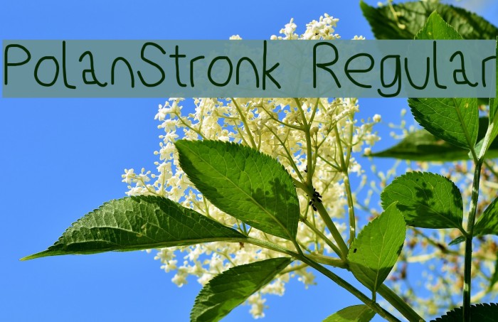 PolanStronk Regular Font examples