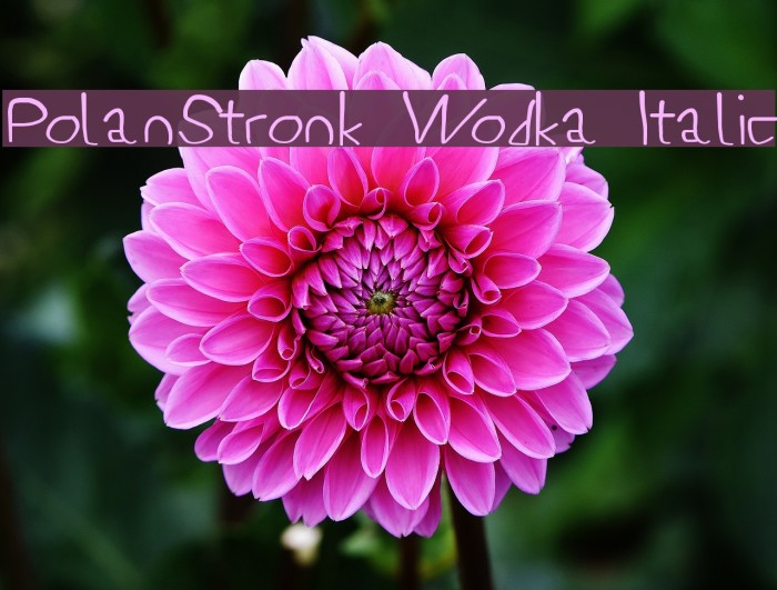 PolanStronk Wodka Italic Font examples