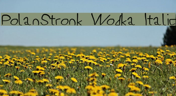 PolanStronk Wodka Italic Font examples