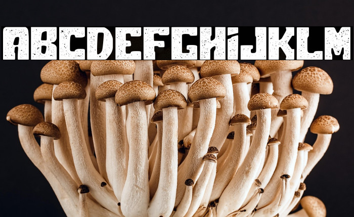 Polar Press Rough Example 1