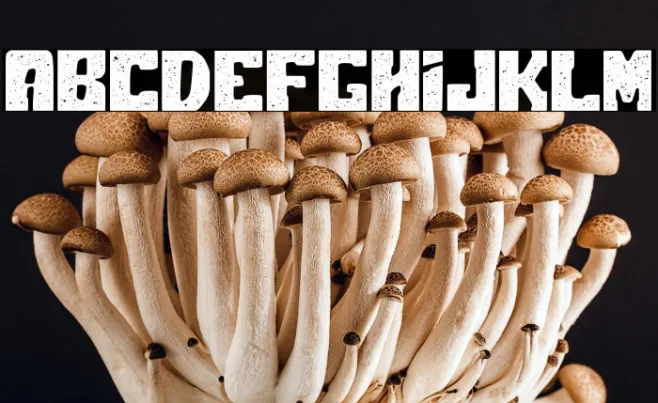 Polar Press Rough Example 1