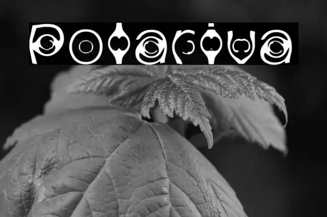 Polariva Font examples