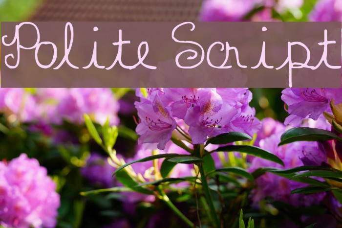 Polite Script Font examples