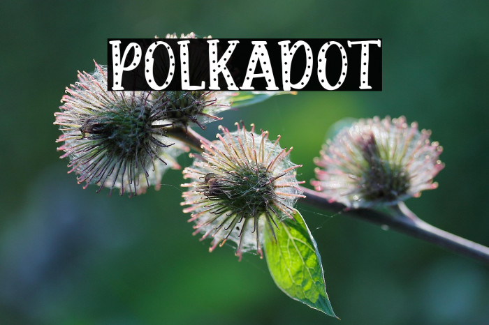 Polkadot Example 2