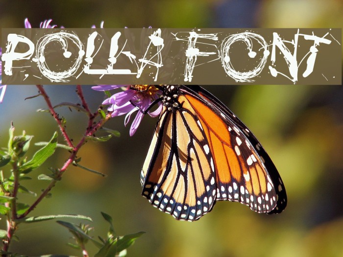 Polla Font examples