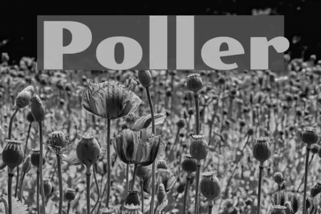 Poller Font examples