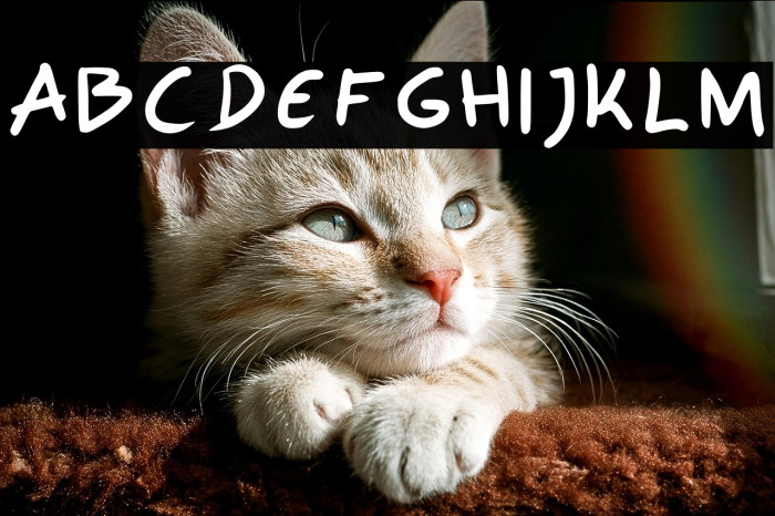 Polo Regular Example 3