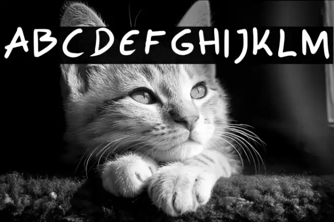 Polo Regular Font examples