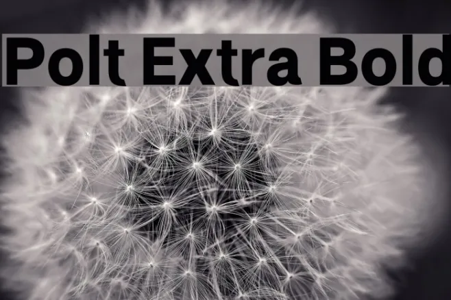 Polt Extra Bold Example 2