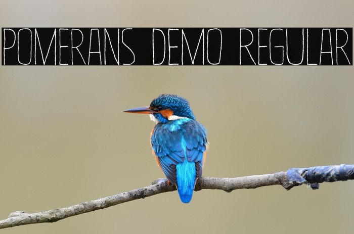 Pomerans DEMO Regular Example 3