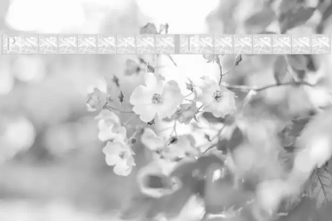 PompadourInitials Font examples