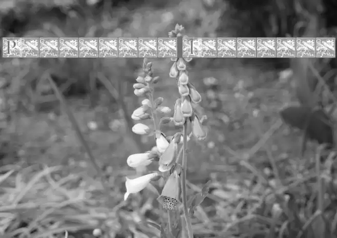 PompadourInitials Font examples