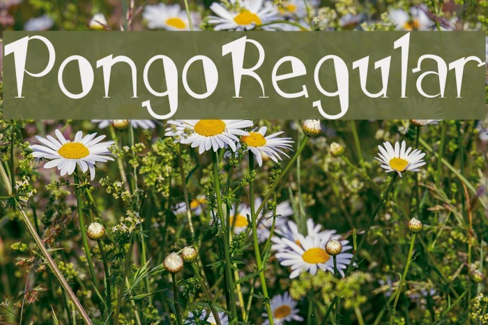 PongoRegular Font examples