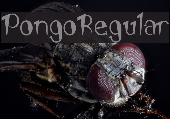 PongoRegular Font examples
