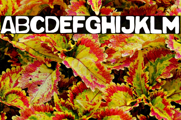 Pop Summer Fest Example 3