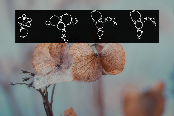 Popcorn Time Regular Regular Example 1