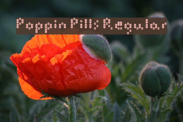 Poppin Pills Regular Font examples