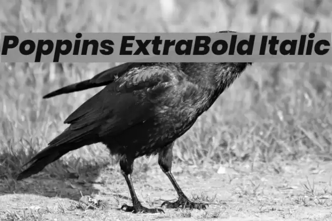 Poppins ExtraBold Italic Font examples