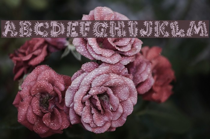 PopticsOne Example 2