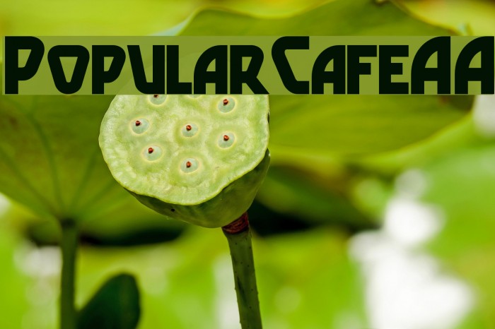 PopularCafeAA Font examples