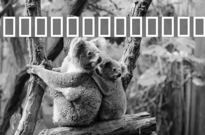 Poqhaanah Font examples