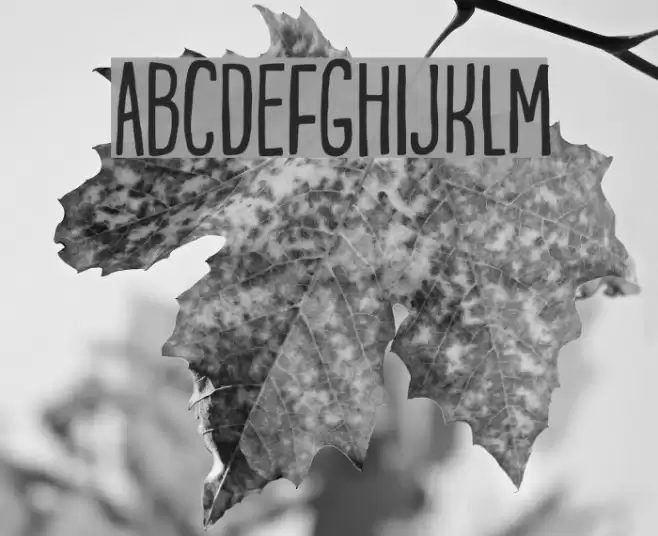 PorceleinaDEMO Font examples