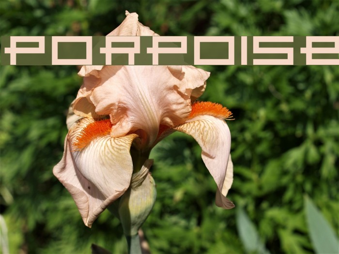 Porpoise Font examples