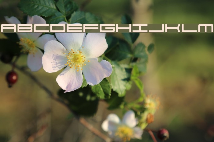 PorschaC Font examples
