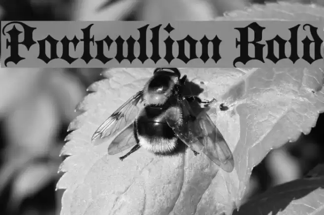 Portcullion Bold Font examples