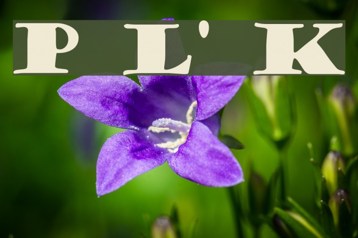 Porter Lil' Kaps Example 1