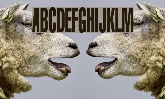 Portishead Dummy Font examples