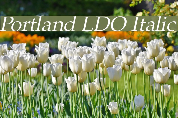 Portland LDO Italic Font examples