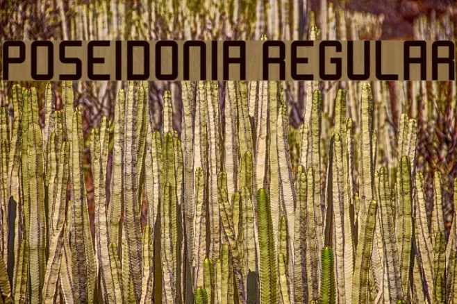Poseidonia Regular Example 1
