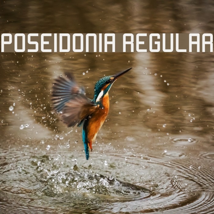Poseidonia Regular Font examples