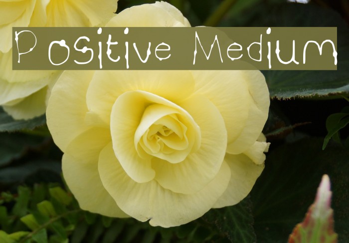 Positive Medium Font examples