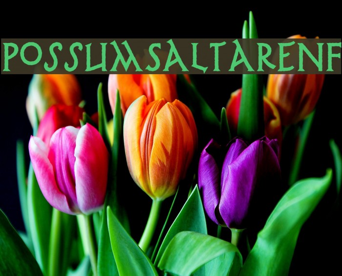 PossumSaltareNF Font examples