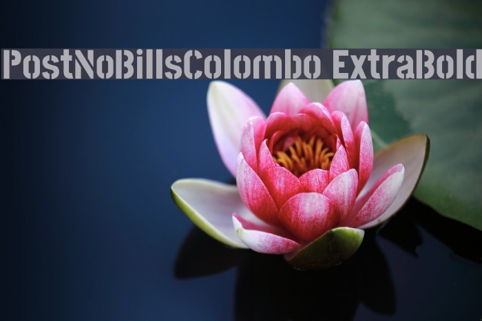PostNoBillsColombo ExtraBold Font examples