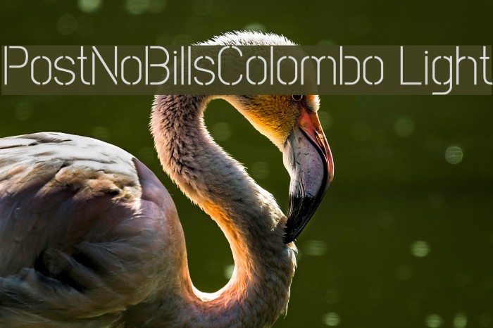 PostNoBillsColombo Light Fuentes examples