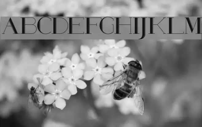 Poste Wired Font examples