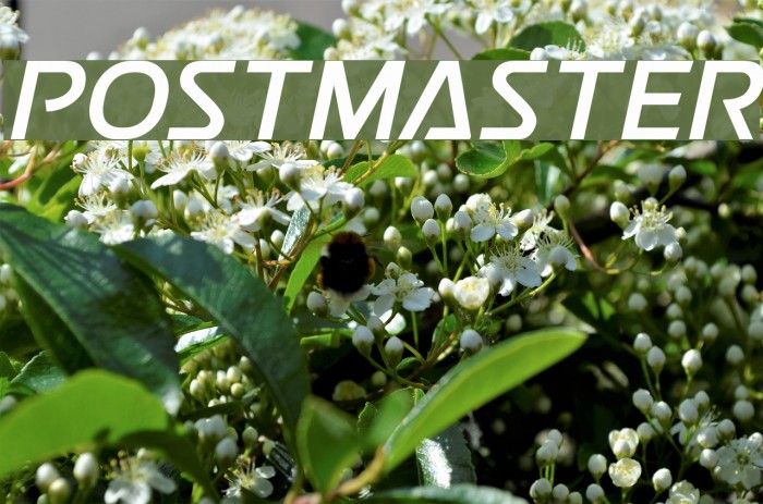 Postmaster Font examples
