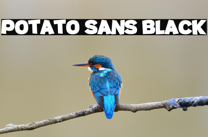 Potato sans Black Example 1