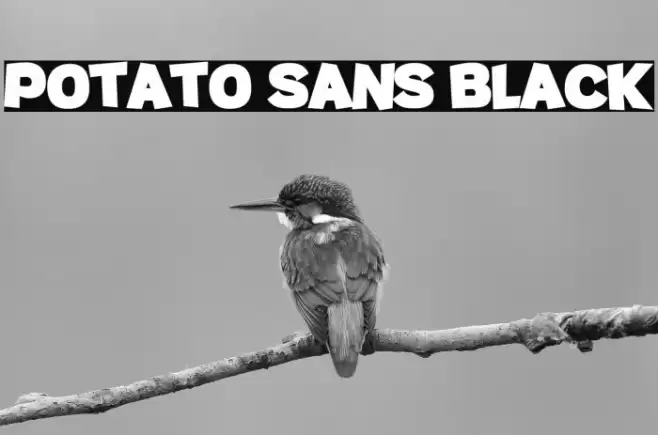 Potato sans Black Font examples