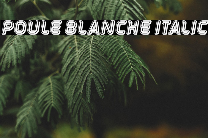 Poule Blanche Italic Example 3
