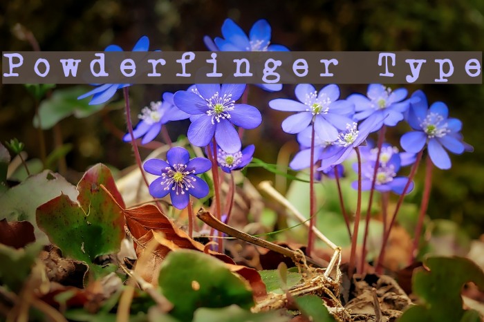 Powderfinger Type Caratteri examples