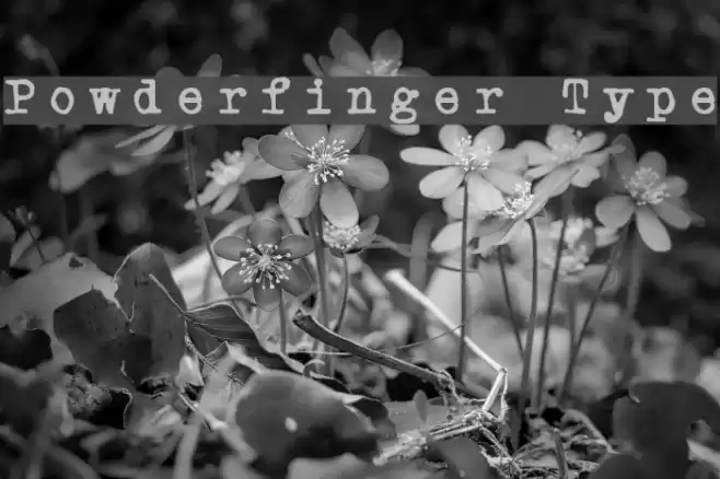 Powderfinger Type Шрифта examples