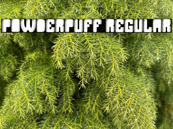 Powderpuff Regular Example 2