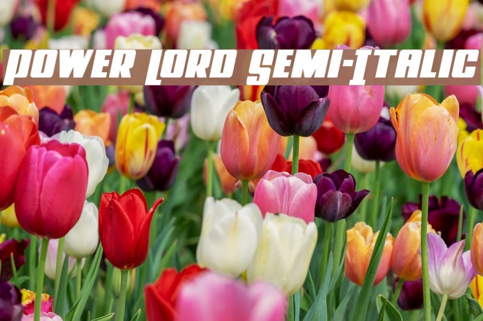 Power Lord Semi-Italic Font examples