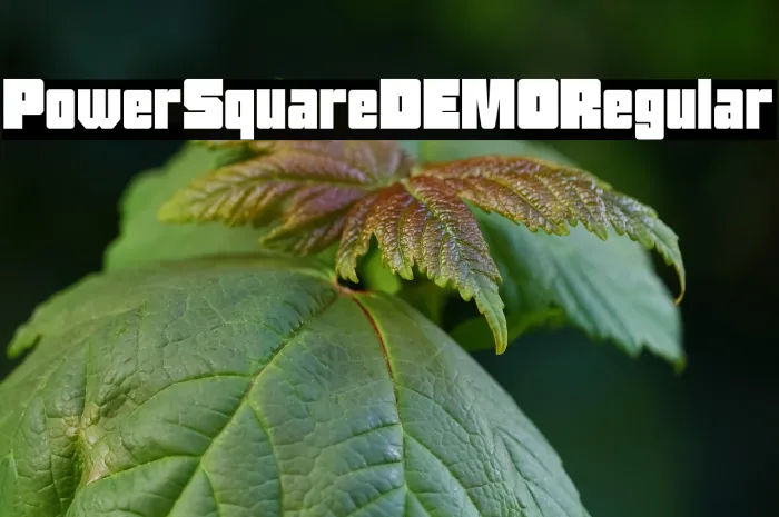 Power Square DEMO Regular Example 2